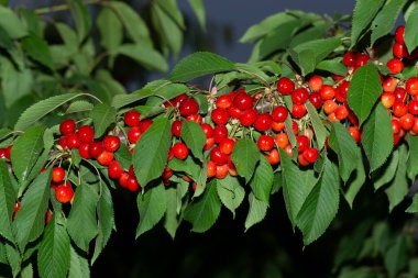 Olgun meyveli kiraz ağacı. Kırmızı böğürtlenlerle dolu dallar.