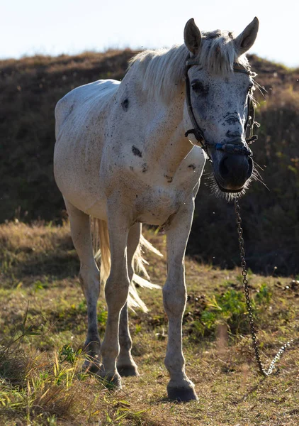 Velho Garanhão Branco Com Uma Trela Mosquito Asfixia Animal Cavalo — Fotografia de Stock