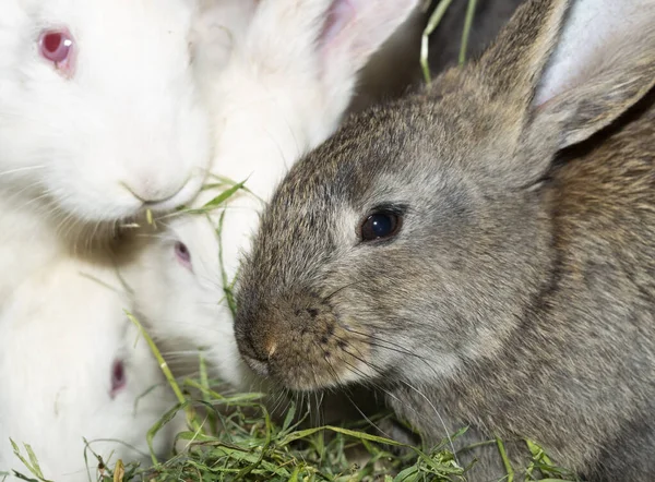 ウサギ飼育場 カラフルなげっ歯類 動物は草を食べる — ストック写真