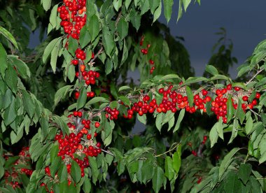Olgun meyveli kiraz ağacı. Kırmızı böğürtlenlerle dolu dallar.