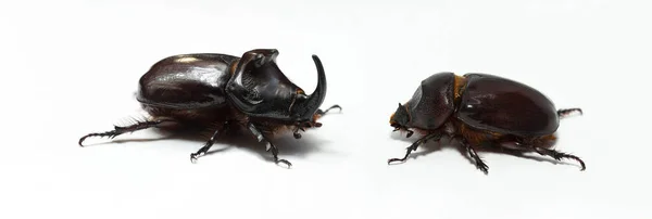 欧洲犀牛甲虫 European Rhinoceros Beetle 缩写Oryctes Nasicornis 是一种大型飞行甲虫 属于一个亚科 Subfamily Dynastinae — 图库照片