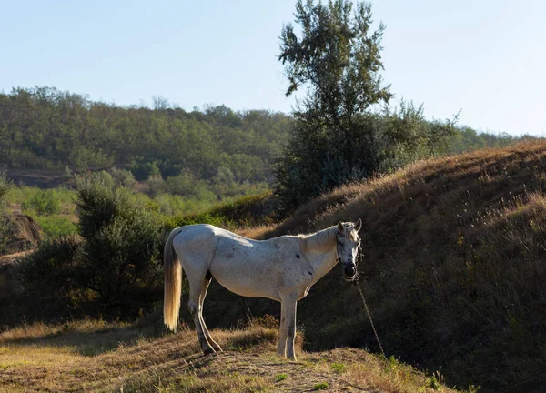 Velho Garanhão Branco Com Uma Trela Cavalo Está Pastando Prado — Fotografia de Stock