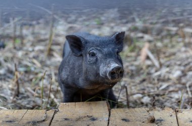 Vietnamlı göbekli, geleneksel Vietnamlı evcil domuz türü. Hayvanat bahçesindeki siyah domuzlar.