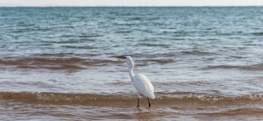 Küçük balıkçıl (Egretta garzetta). Beyaz kuş Kızıl Deniz 'de balık avlar..