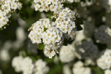 Spiraea Vanhouttei Van Houtte 'un spiraea' sı. Süslü çalılar beyaz çiçeklerle çiçek açar..