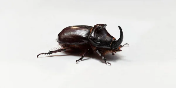 欧洲犀牛甲虫 European Rhinoceros Beetle 缩写Oryctes Nasicornis 是一种大型飞行甲虫 属于一个亚科 Subfamily Dynastinae — 图库照片