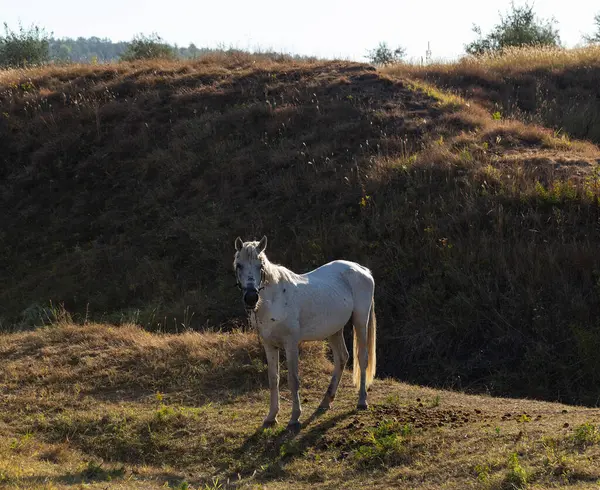 Velho Garanhão Branco Com Uma Trela Cavalo Está Pastando Prado — Fotografia de Stock