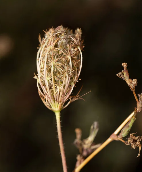 Daucus Carota Carotte Sauvage Nid Oiseau Dentelle Épiscopale Dentelle Reine — Photo