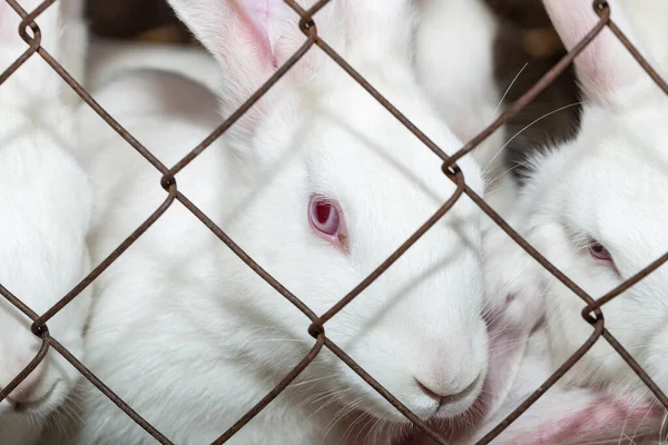 Králičí Farma Bílí Hlodavci Sítí Zvířata Jedí Trávu — Stock fotografie