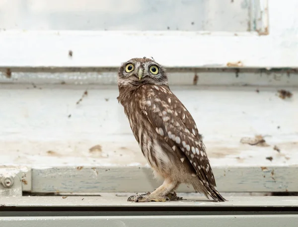 Kleine Uil Athene Noctua Ook Bekend Als Uil Van Athena — Stockfoto