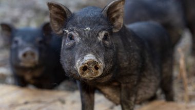 Vietnamlı göbekli, geleneksel Vietnamlı evcil domuz türü. Hayvanat bahçesindeki siyah domuzlar.