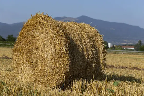 Récolte Blé Balles Rondes Paille Dans Champ Agriculture Dans Les — Photo