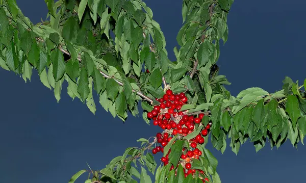 Cerisier Aux Fruits Mûrs Branches Parsemées Baies Rouges — Photo