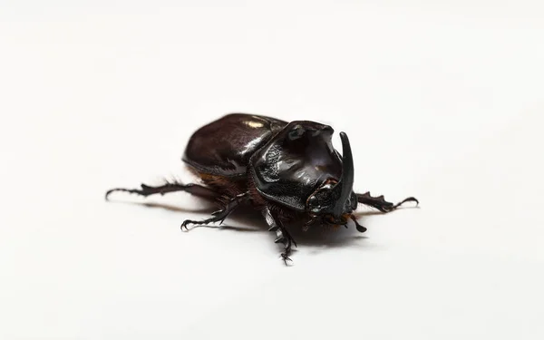 欧洲犀牛甲虫 European Rhinoceros Beetle 缩写Oryctes Nasicornis 是一种大型飞行甲虫 属于一个亚科 Subfamily Dynastinae — 图库照片