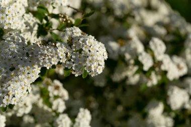 Spiraea Vanhouttei Van Houtte 'un spiraea' sı. Süslü çalılar beyaz çiçeklerle çiçek açar..