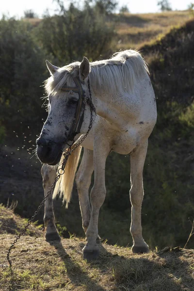 Velho Garanhão Branco Com Uma Trela Mosquito Asfixia Animal Cavalo — Fotografia de Stock