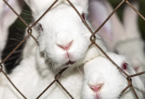 Králičí Farma Bílí Hlodavci Sítí Zvířata Jedí Trávu — Stock fotografie