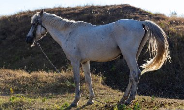 Tasmalı yaşlı beyaz bir aygır. Midye hayvanı rahatsız ediyor. Bir at çayırda otluyor..