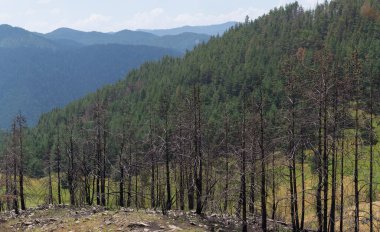 Bulgaristan ormanlarındaki yangınların sonuçları. Kömürleşmiş, ölü kozalaklı ağaçlar. Bir çevre felaketi.