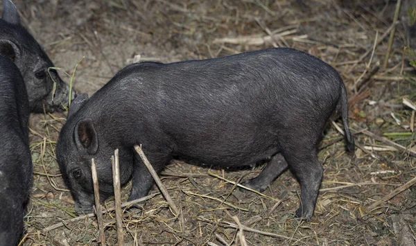 越南人肚子饿 传统的越南小猪品种 动物园里的黑猪 — 图库照片