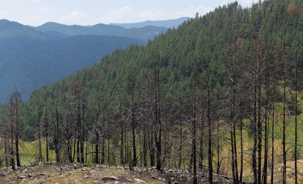 Bulgaristan ormanlarındaki yangınların sonuçları. Kömürleşmiş, ölü kozalaklı ağaçlar. Bir çevre felaketi.
