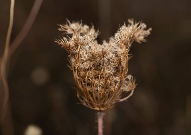 Daucus carota, yaban havucu, kuş yuvası, piskopos danteli, Kraliçe Anne danteli, Apiaceae familyasından beyaz, çiçek açan bir bitkidir..