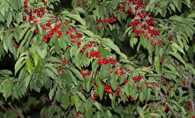Olgun meyveli kiraz ağacı. Kırmızı böğürtlenlerle dolu dallar.