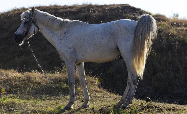 Old White Stallion Leash Midge Pesters Animal Horse Grazing Meadow — Stock Photo, Image