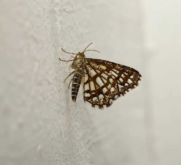 Latticed Heath Chiasmia Clathrata Моль Семейства Geometridae — стоковое фото