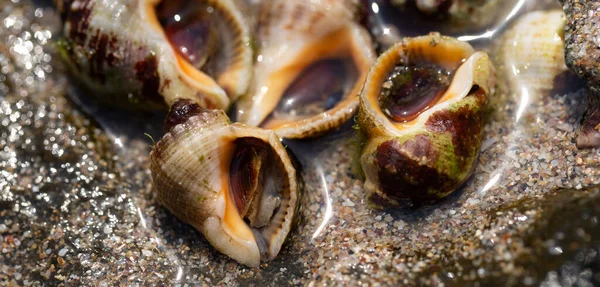 Rapana Venosa Yaygın Adı Damarlı Rapa Whelk Bir Deniz Gastropod — Stok fotoğraf