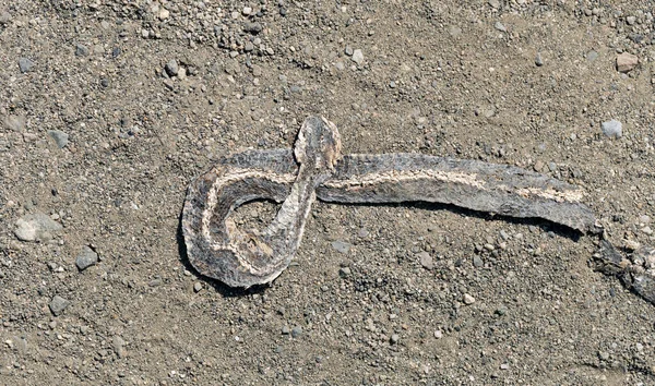 Uma Cobra Morta Guerras Estrada Morte Réptil Carro Morte Animal — Fotografia de Stock