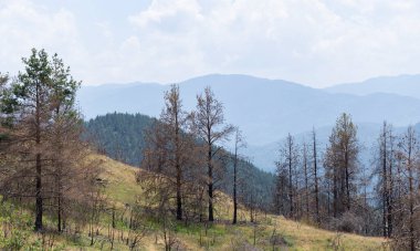 Bulgaristan ormanlarındaki yangınların sonuçları. Kömürleşmiş, ölü kozalaklı ağaçlar. Bir çevre felaketi.
