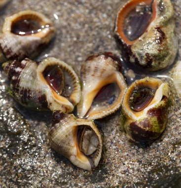 Rapana venosa, yaygın adı damarlı rapa whelk, bir deniz gastropod yumuşakça veya whelk, aile Muricidae, kaya kabukları.
