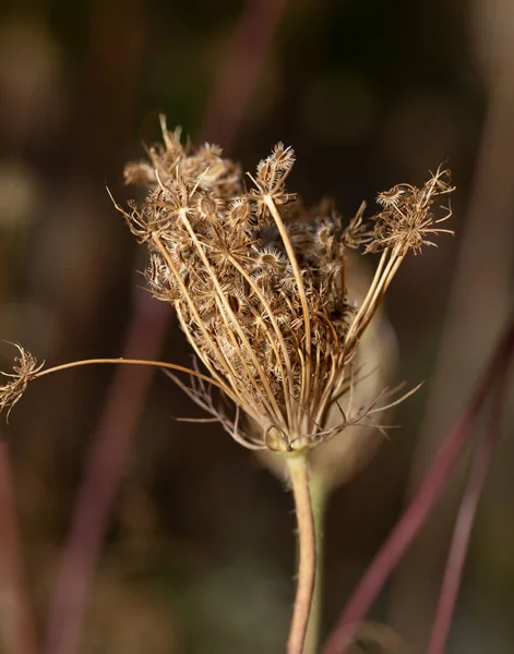 Daucus Carota Άγριο Καρότο Φωλιά Πουλιού Δαντέλα Επισκόπου Δαντέλα Της — Φωτογραφία Αρχείου