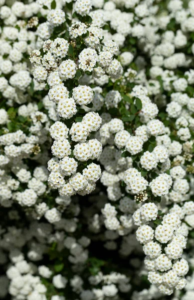 Spiraea Vanhouttei Van Houtte Spiraea Ornamental Shrub Blooms White Flowers — Stock Photo, Image