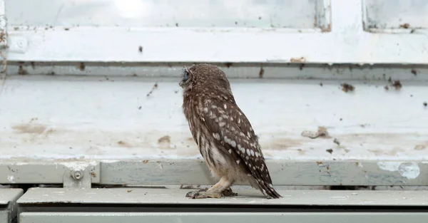 Kleine Uil Athene Noctua Ook Bekend Als Uil Van Athena — Stockfoto