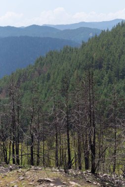 Bulgaristan ormanlarındaki yangınların sonuçları. Kömürleşmiş, ölü kozalaklı ağaçlar. Bir çevre felaketi.