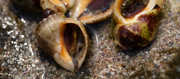 Rapana Venosa Nombre Común Venoso Chucho Rapa Molusco Gasterópodo Marino — Foto de Stock