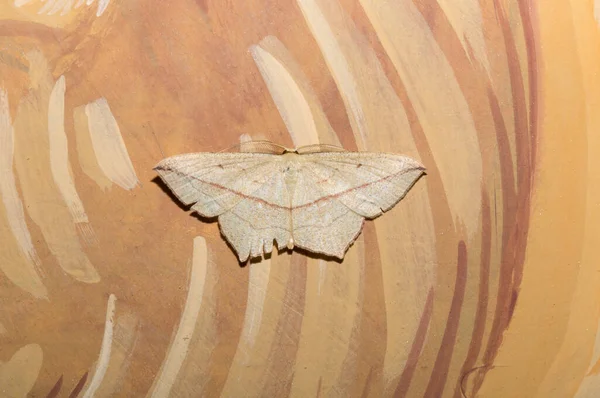 Blood Vein Timandra Comae Moth Family Geometridae Butterfly Red Line — Stock Photo, Image