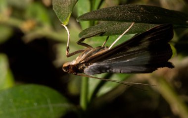 Cydalima perspektifi veya kutu ağacı güvesi Crambidae familyasından bir güve türüdür. Bu kelebek bir baş belası. Böcek çalıları yok eder..
