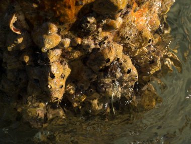 Tetraclita squamosa, bu midye. Balanus (Balanomorpha), Kabukgiller (Balanidae) familyasından bir midye cinsidir..