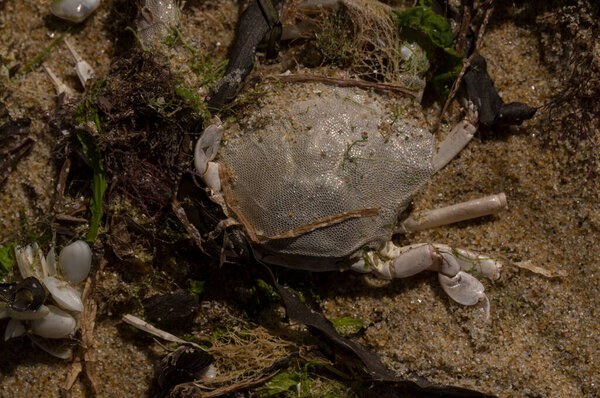 Liocarcinus depurator (Portunus plicatus), иногда называемый крабом гавани, или песчаным плавающим крабом. Фауна Черного моря. Мертвые животные.