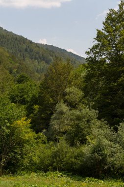 Bulgaristan 'daki Balkan dağlarının orman manzaraları.