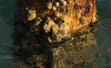 Tetraclita squamosa, bu midye. Balanus (Balanomorpha), Kabukgiller (Balanidae) familyasından bir midye cinsidir..