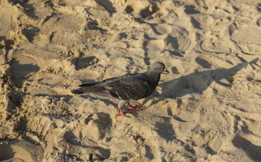 Karadeniz 'in kumlu sahillerinde bir siyah güvercin yiyecek arıyor..