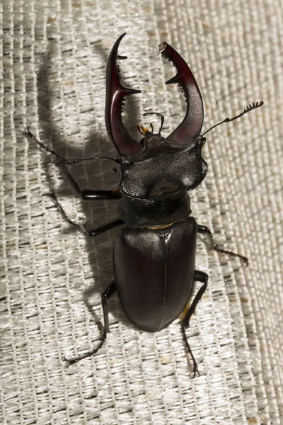 Lucanus cervus, kedigiller (Lucanidae) familyasından bir kuş türü. İmago bir erkek böcek..