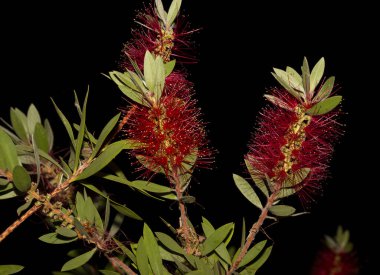 Callistemon, Myrtaceae familyasından bir çalılıktır. Kırmızı şişe fırça çiçeği, siyah arka planda..