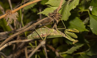 Avrupa peygamber devesi (Mantid dini). Yoğun bitki örtüsü içindeki yeşil bir dişi böcek, yumurtalarını bırakmaya hazırlanıyor..