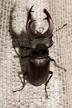 Lucanus cervus, kedigiller (Lucanidae) familyasından bir kuş türü. İmago bir erkek böcek..