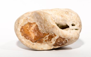 Kireçtaşı kayasında fosilleşmiş kemik parçaları..